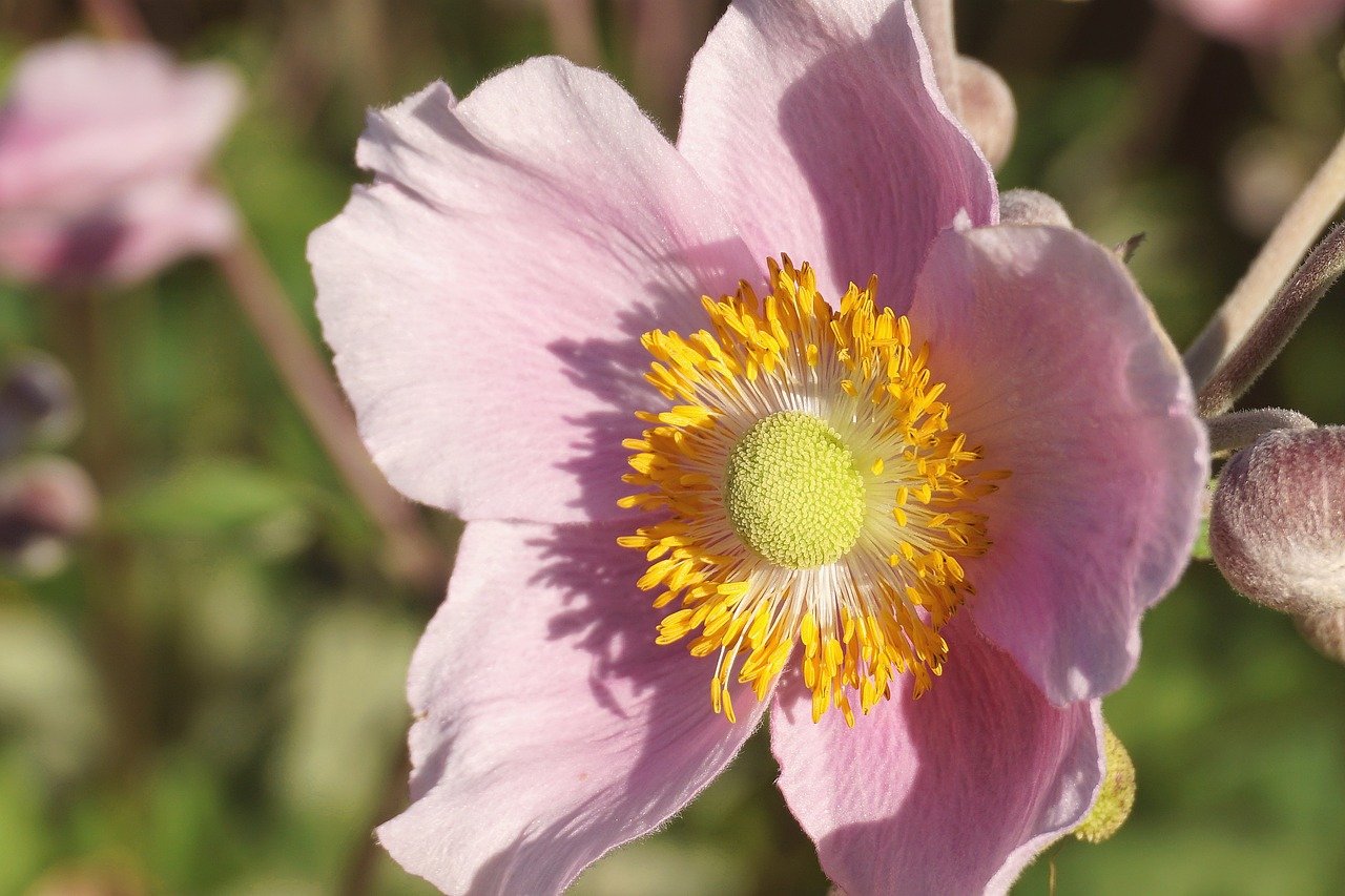 Tohoku autumn, fall foliage, Japan travel