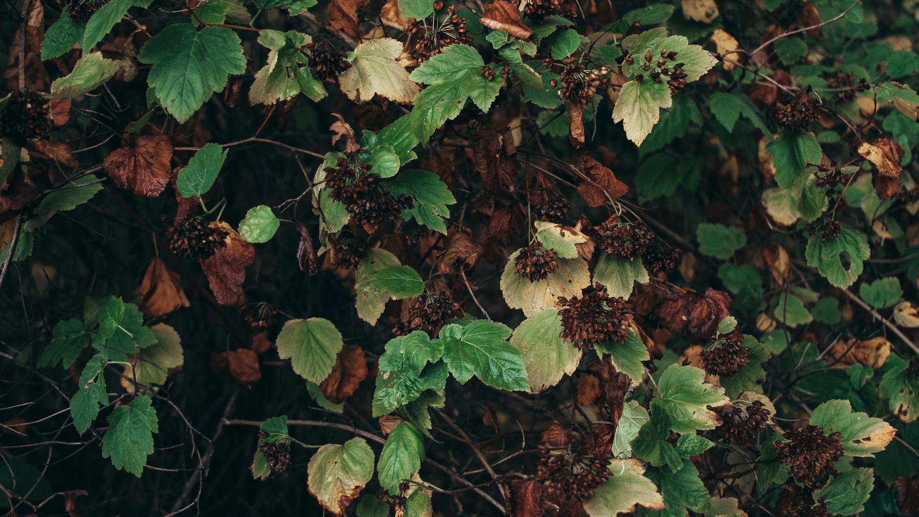 Kanto autumn leaves, Okunikko, Ikaho Onsen