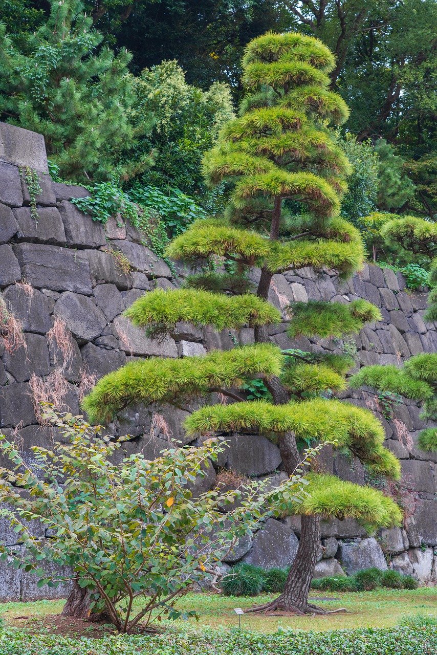 Kasai Rinkai Park, Tokyo daffodils, Japan flowers