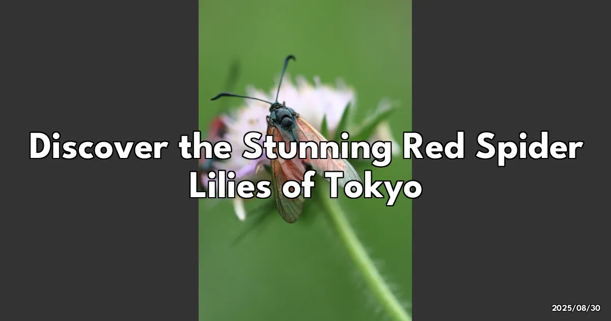 EyeCatchTitle: I Couldn’t Believe My Eyes! Discovering Tokyo's Stunning Red Spider Lilies