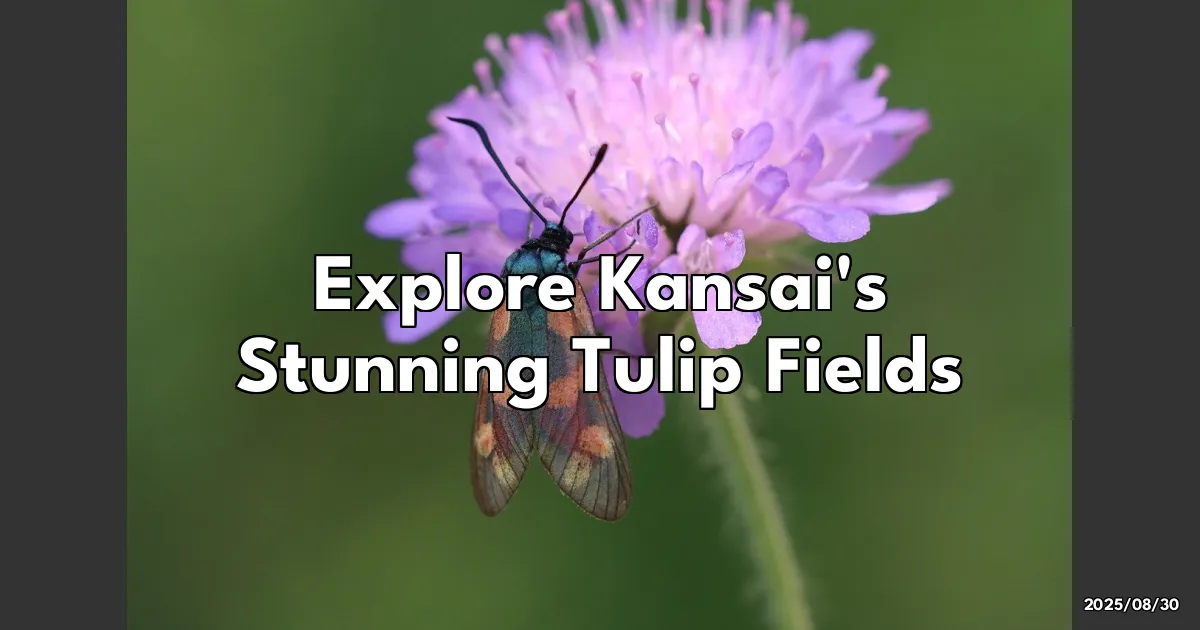 EyeCatchTitle: Tulip Wonderland: Discovering Kansai's Colorful Blooms