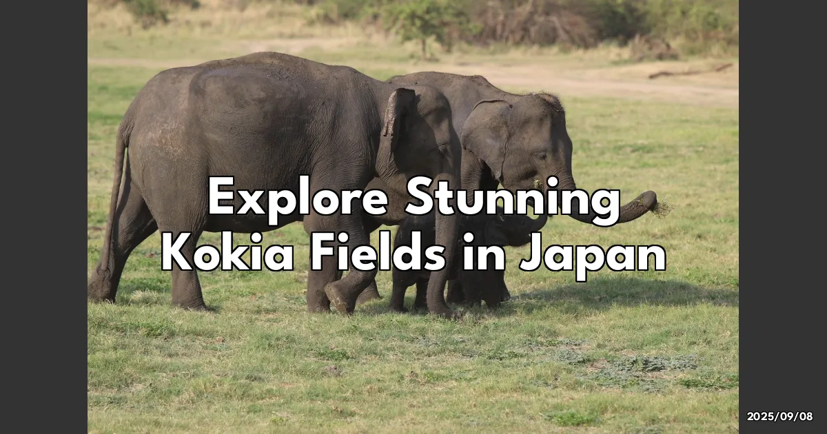 EyeCatchTitle: Get Lost in Japan's Dreamy Kokia Fields: My Fun, Fluffy Adventure!