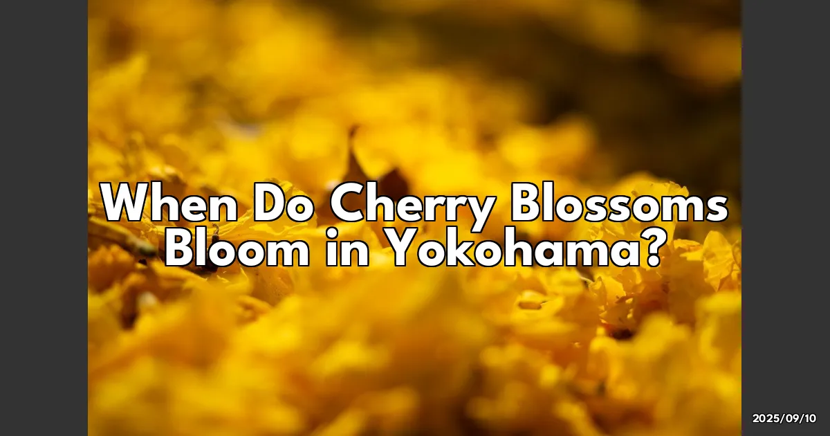 EyeCatchTitle: When Do Cherry Blossoms Bloom in Yokohama? Here's the Scoop!