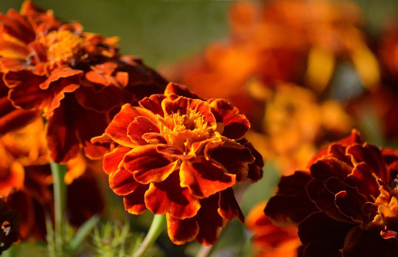 Japan autumn, foliage, travel