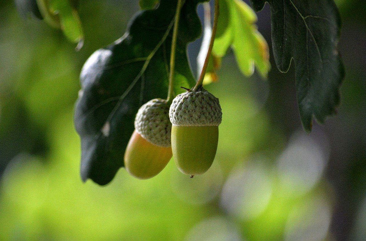 Kyoto, ginkgo trees, autumn leaves