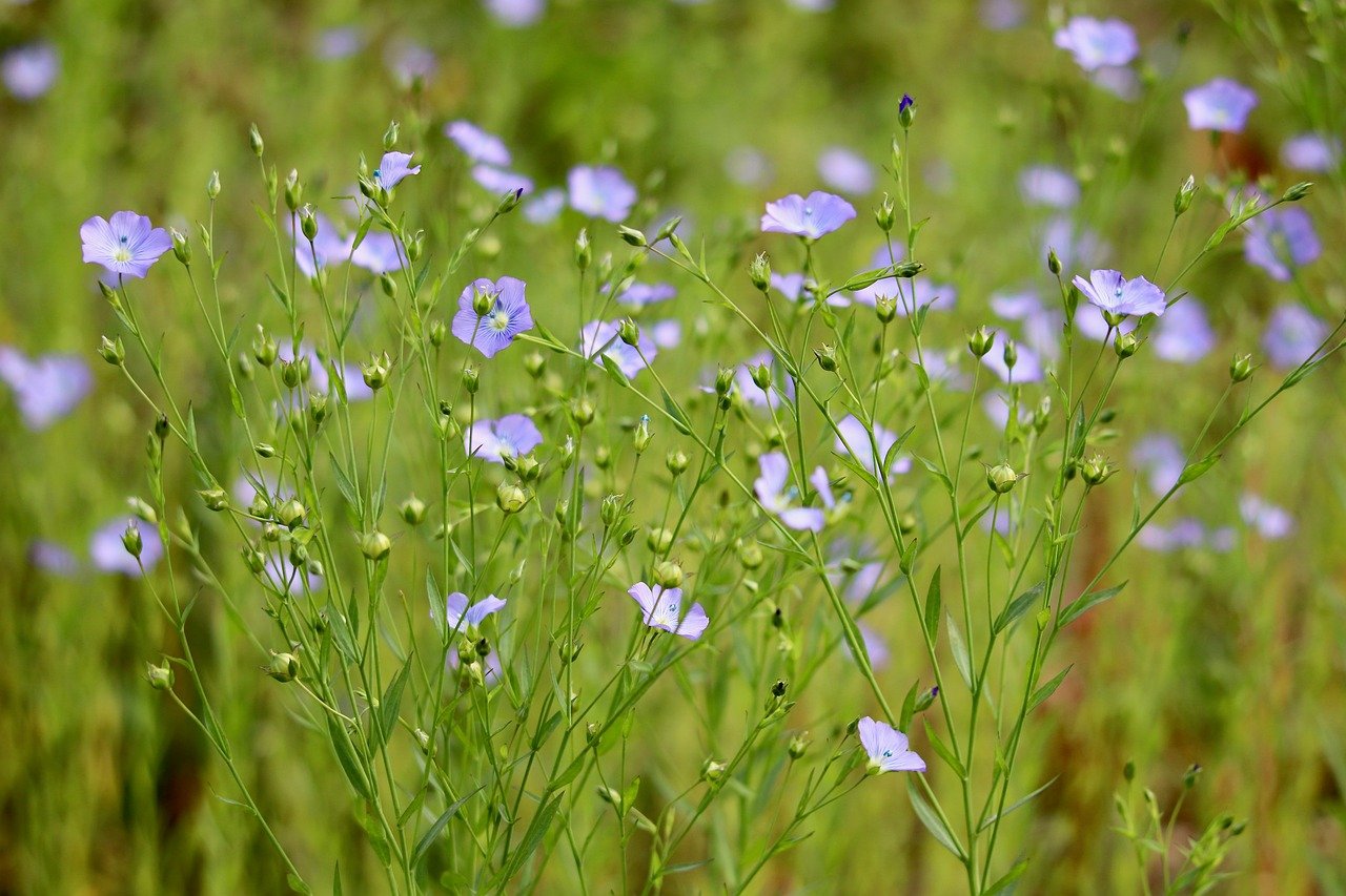 Okayama, hot springs, autumn leaves