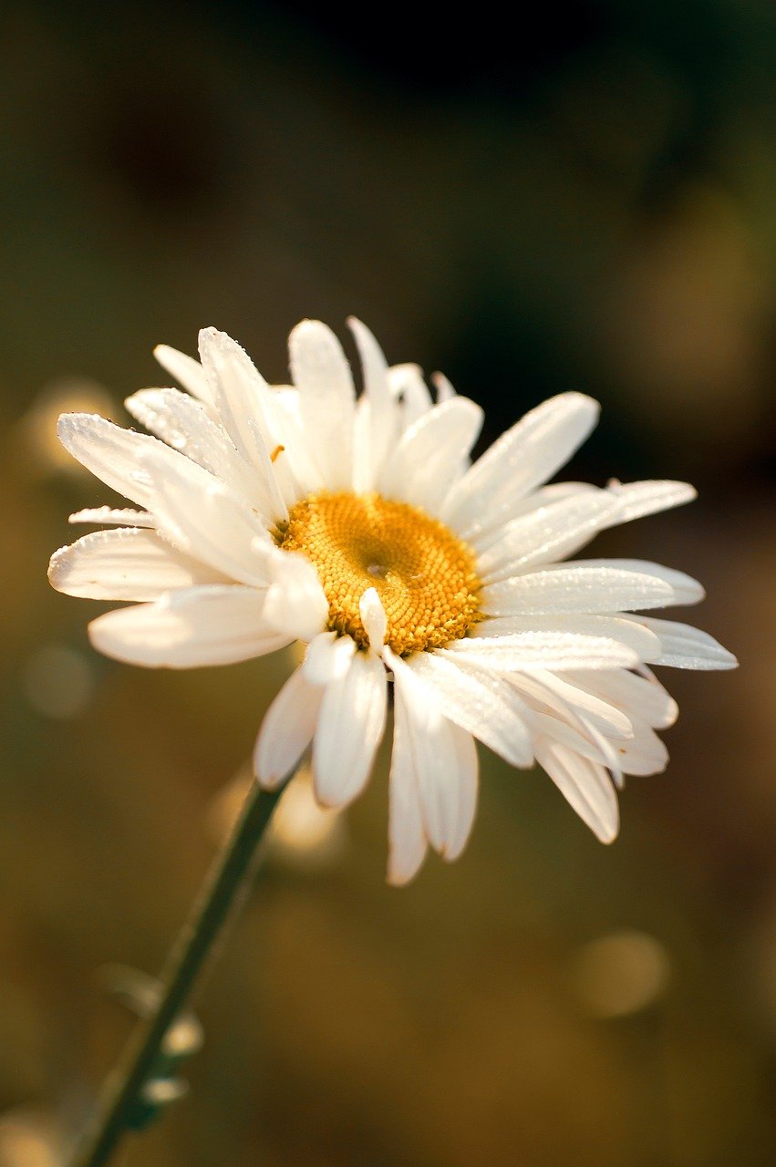 Hokkaido cherry blossoms, Matsumae Park, Goryokaku Fort