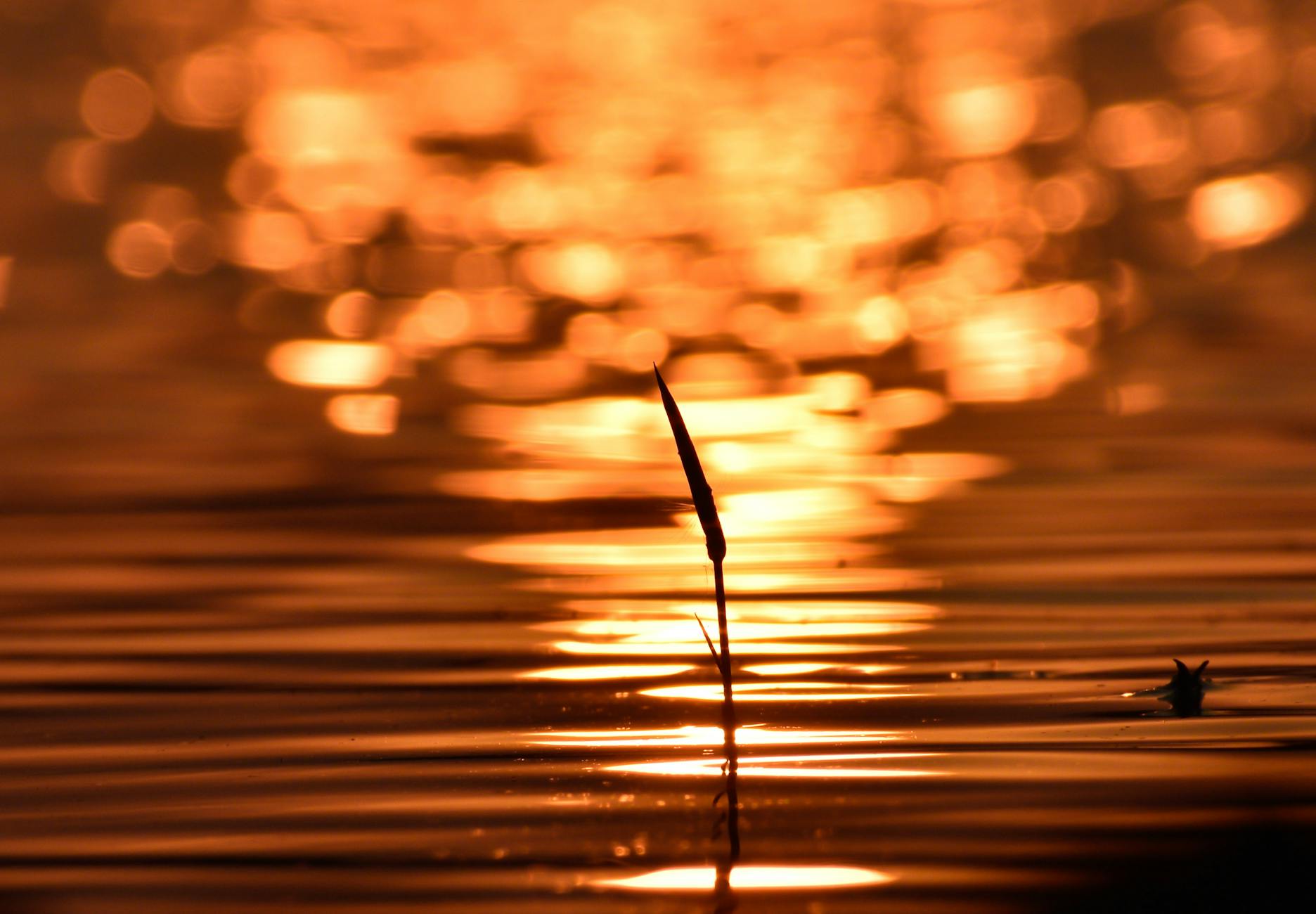 Okutadami Lake, autumn leaves, boat ride