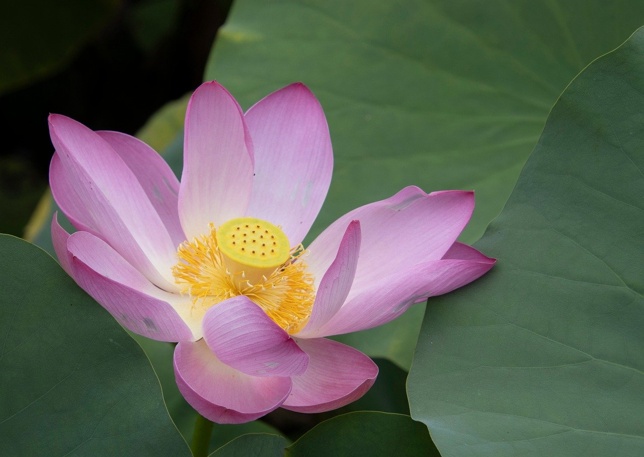 Moomin Valley Park, autumn leaves, theme park Japan