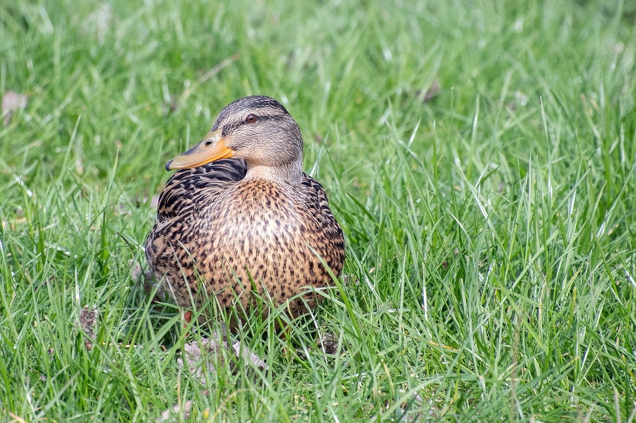 Moomin Valley Park, autumn leaves, theme park Japan