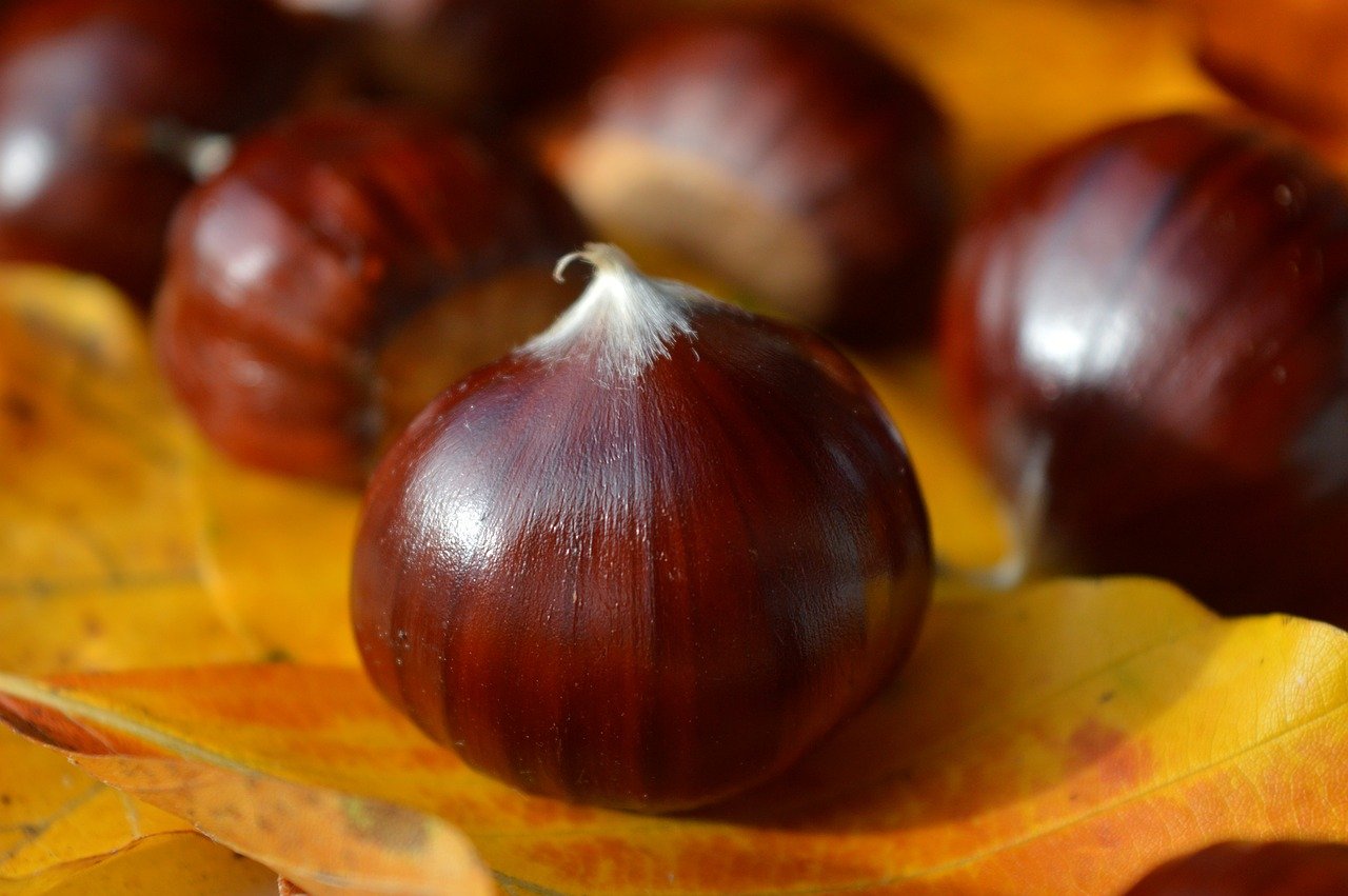 Miyajima, autumn leaves, light-up