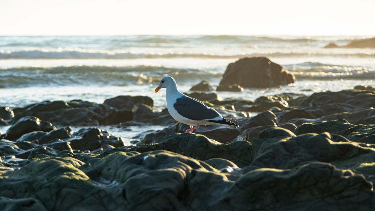 Toyama Bay, seafood, Buri-Kani Bus
