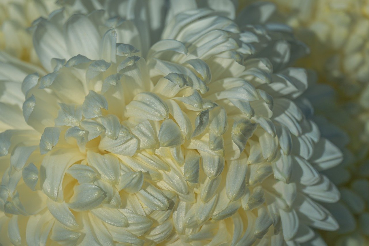 Takato Sakura, Nagano blossoms, cherry blossom festival