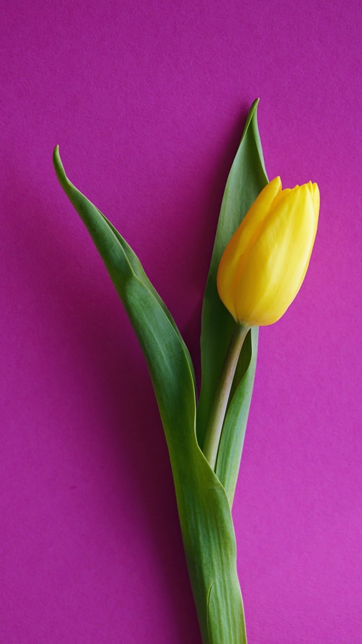 Daisetsuzan, autumn leaves, Hokkaido