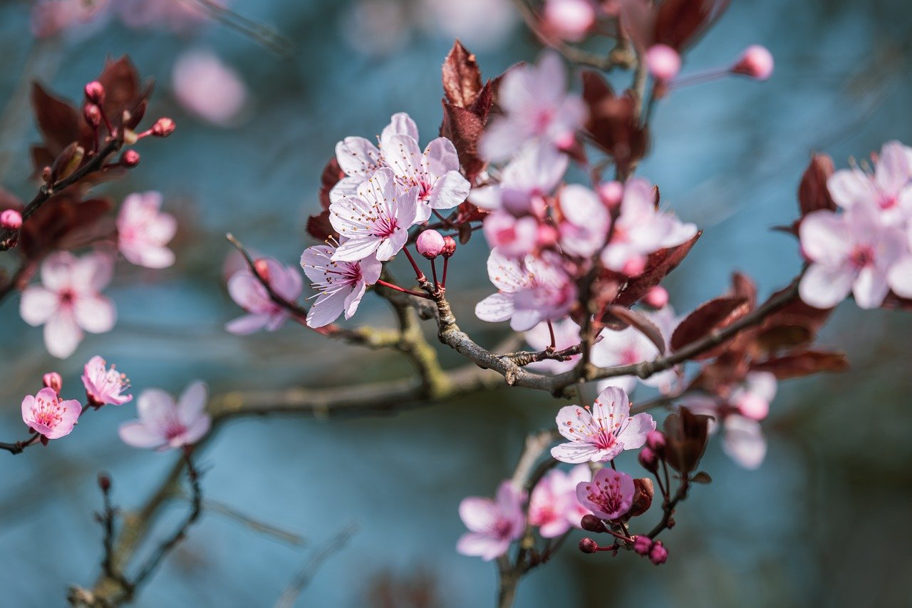 Unnan, cherry blossoms, grilled mackerel