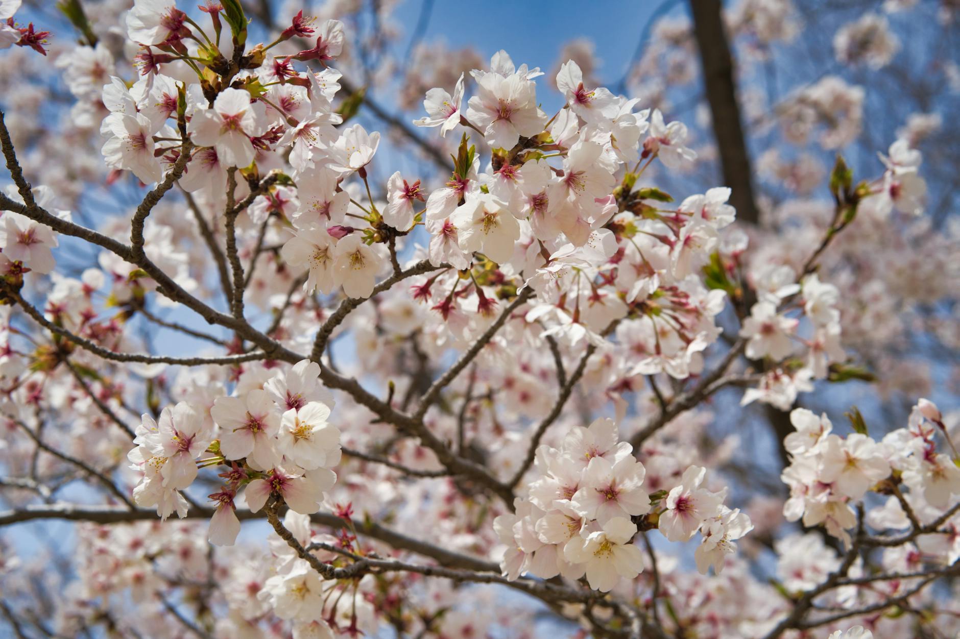 Unnan cherry blossoms, Sakura Festival, Yakizakana