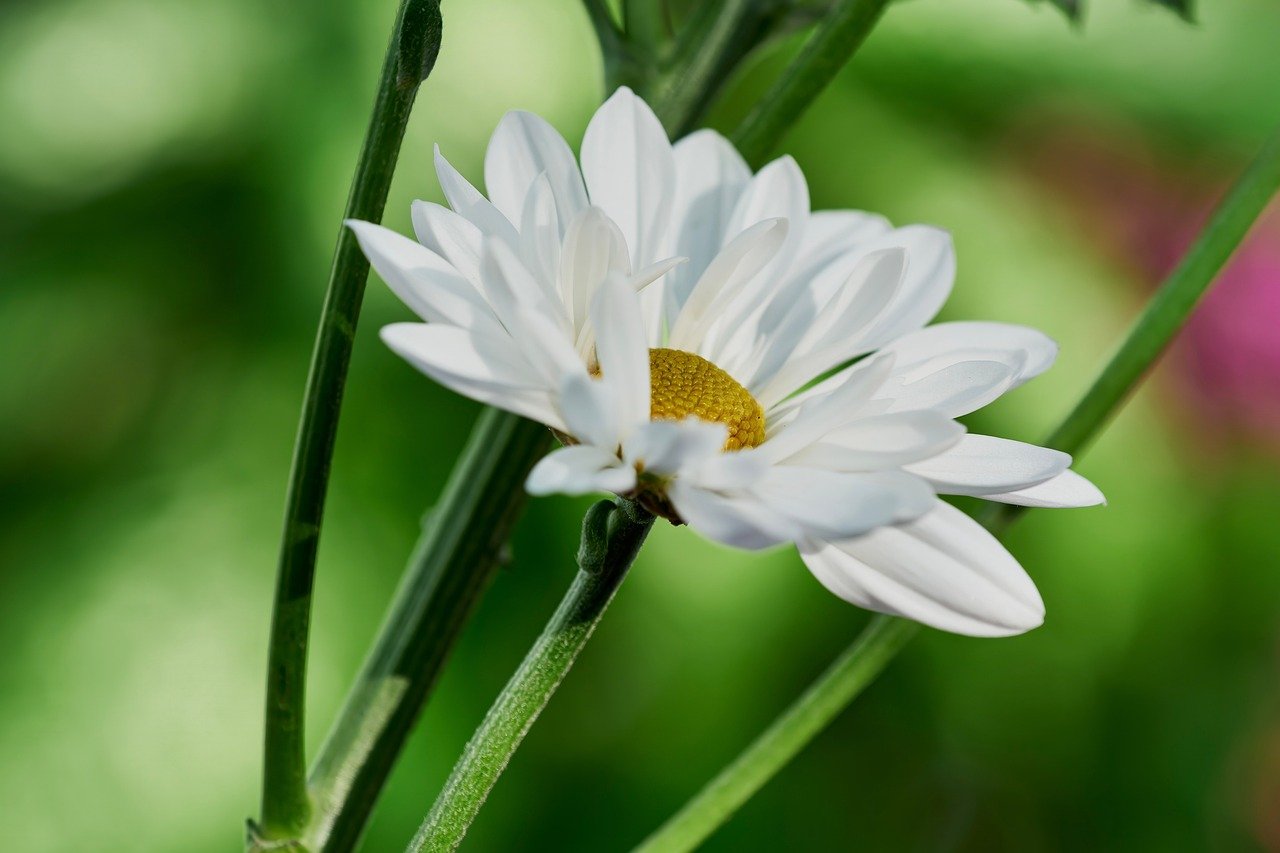 Unnan cherry blossoms, Sakura Festival, Yakizakana