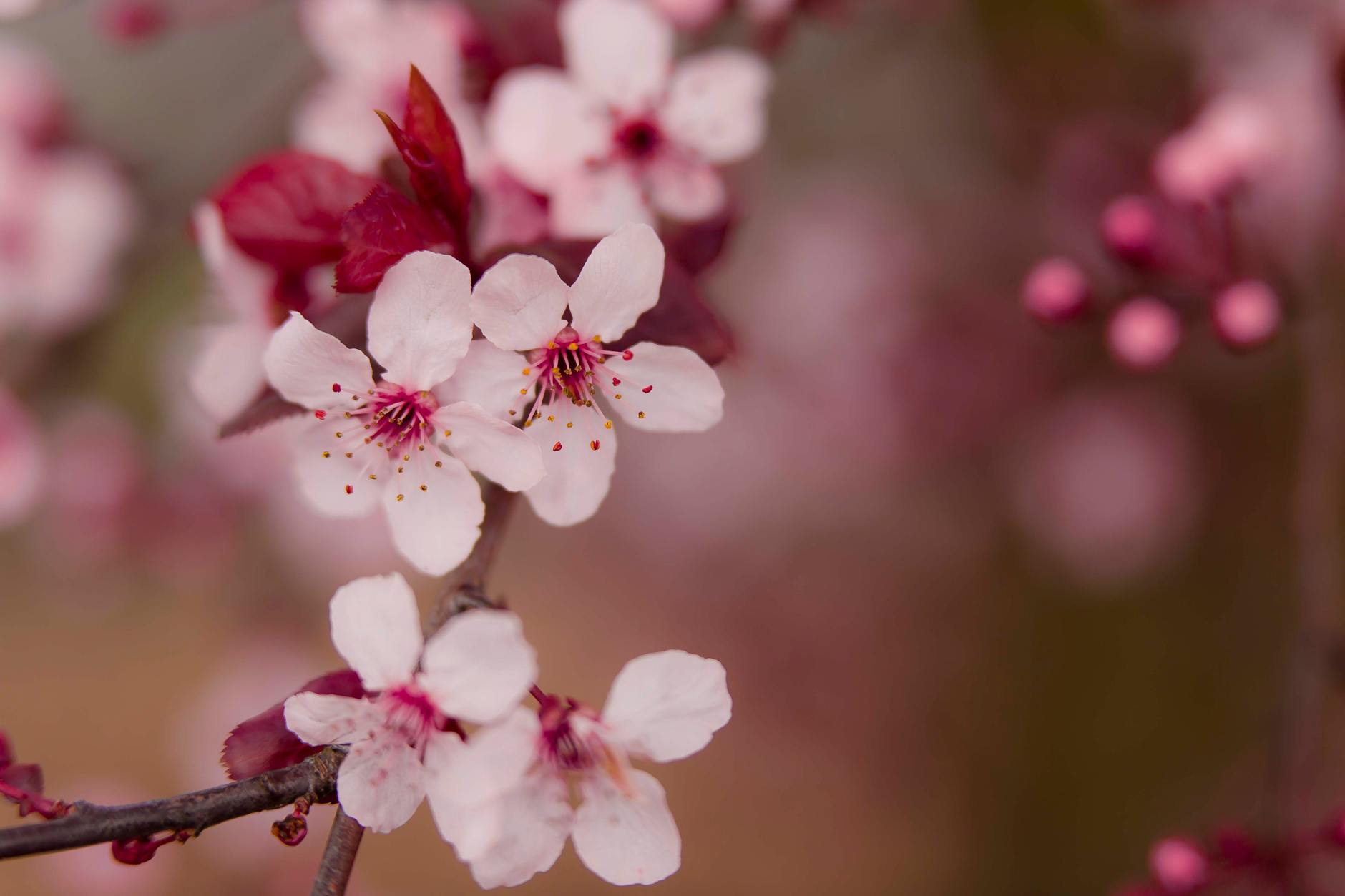 ume gardens, plum blossoms, Kanto region