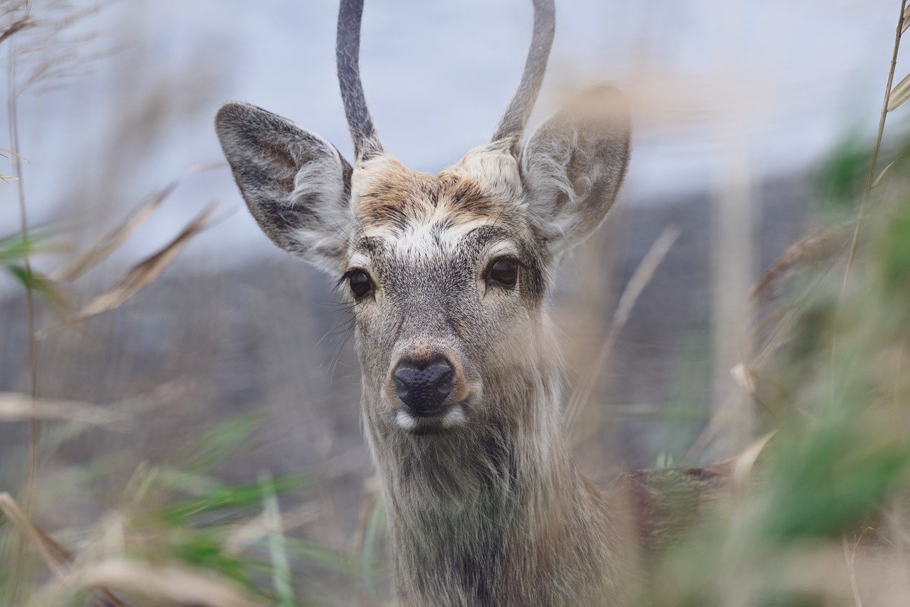 Hokkaido, cherry blossoms, hanami