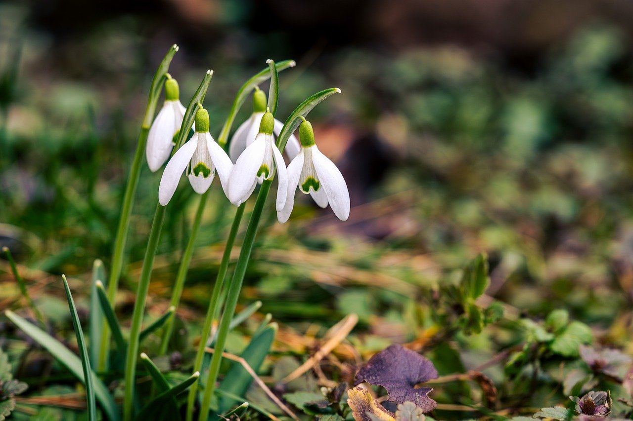Saitama, autumn leaves, park