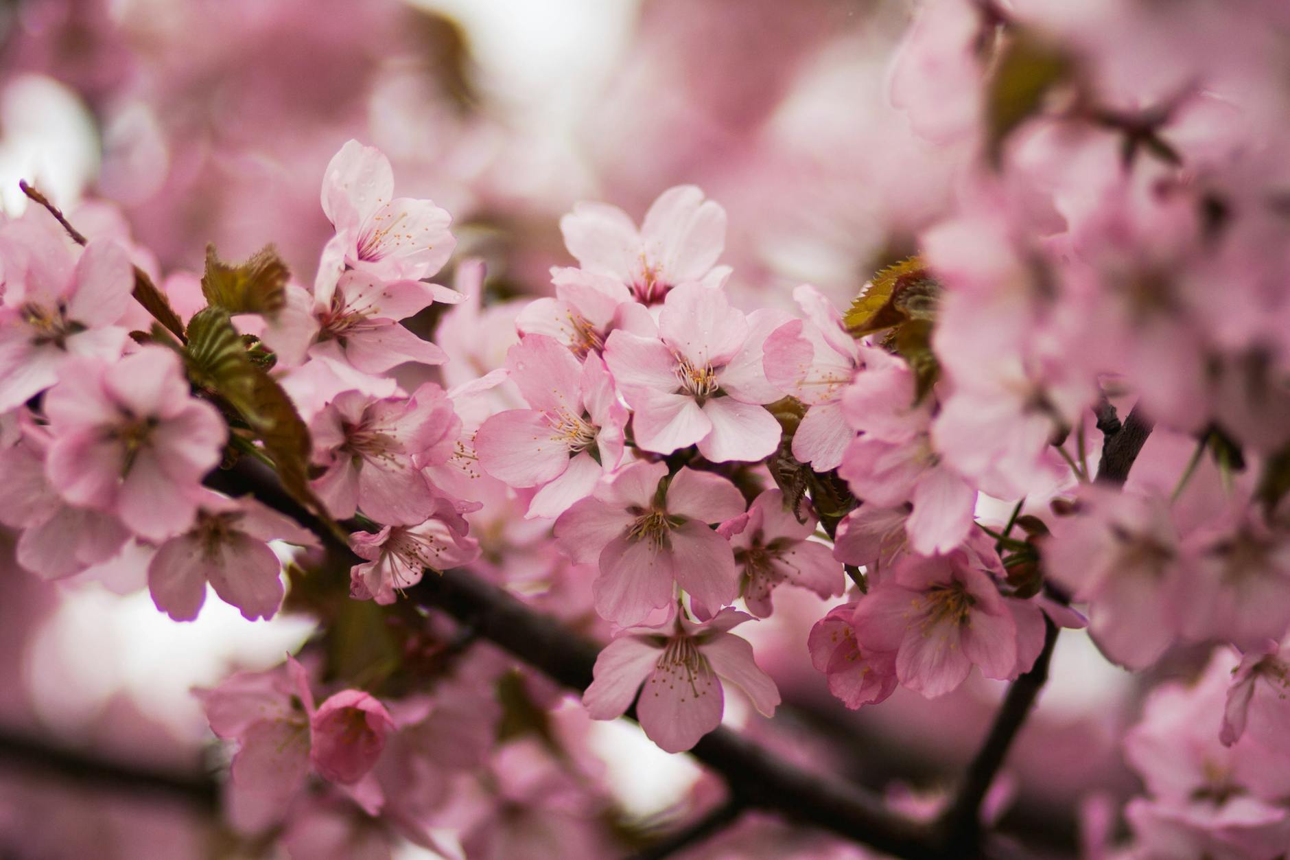 cherry blossoms, Matsuyama Castle, Kintaikyo Bridge