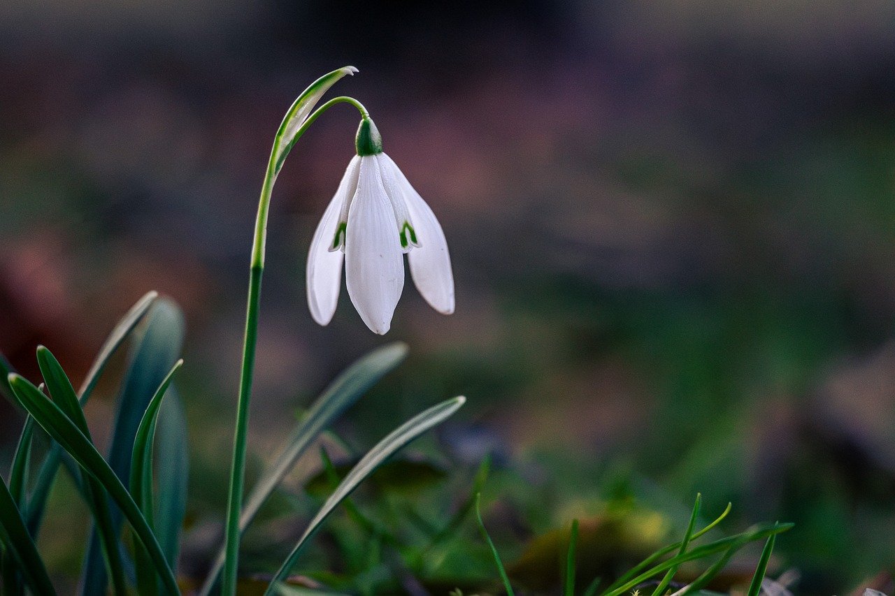 Kanto, flowers, nemophilas