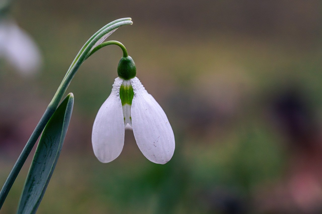Chiba, cherry blossoms, sakura