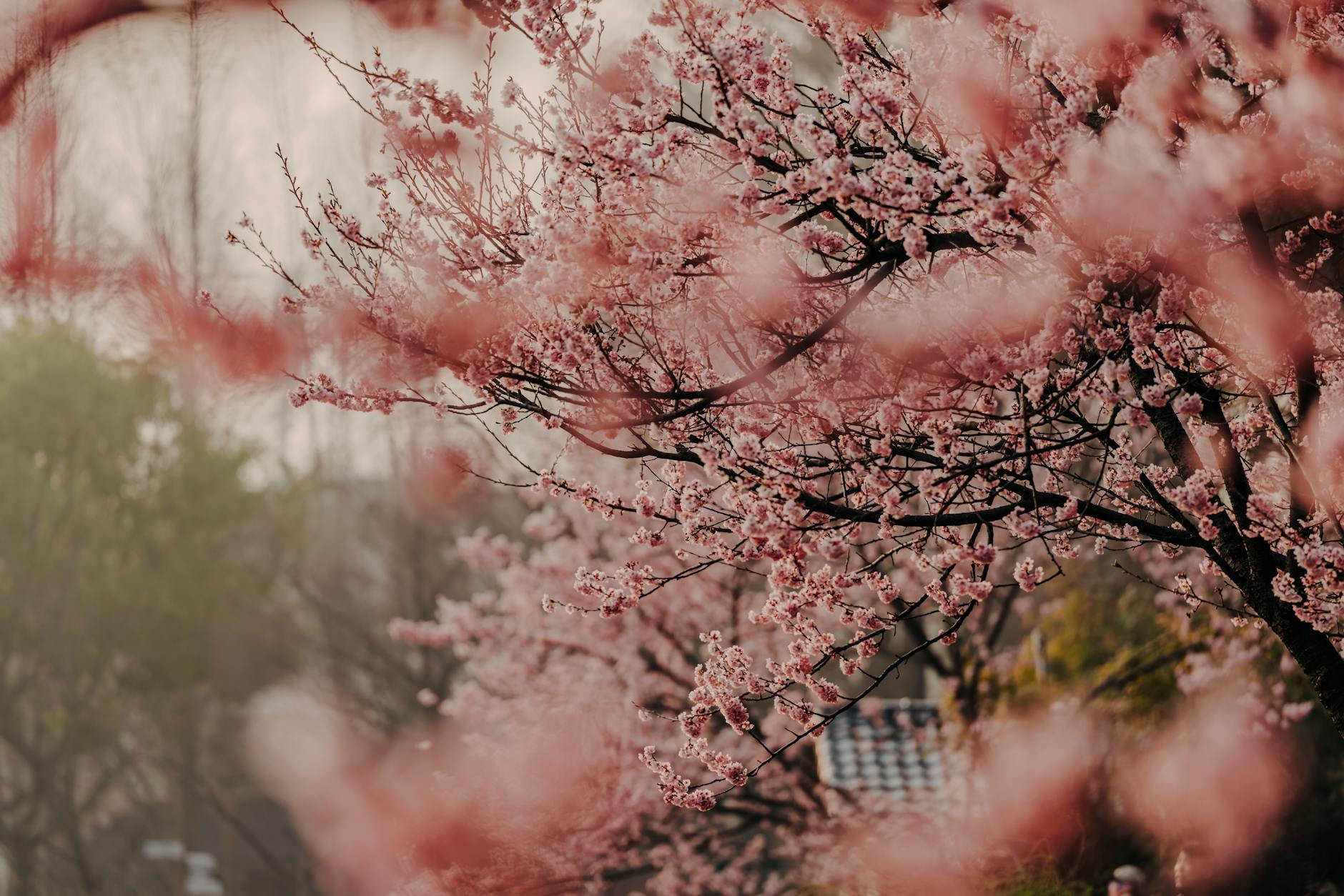 Nagasaki, cherry blossoms, Oomura Park
