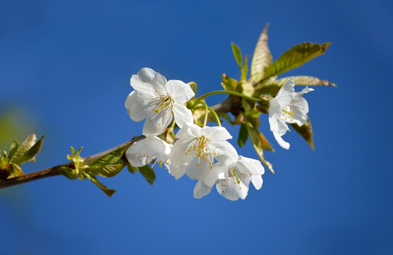 Iwate cherry blossoms, sakura, Japan travel