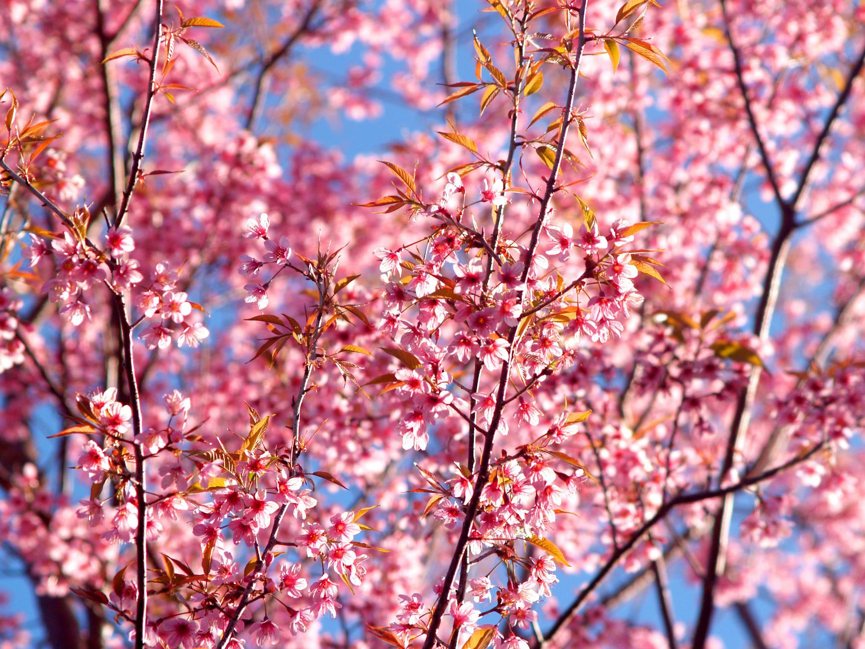 Kyoto, cherry blossoms, sakura