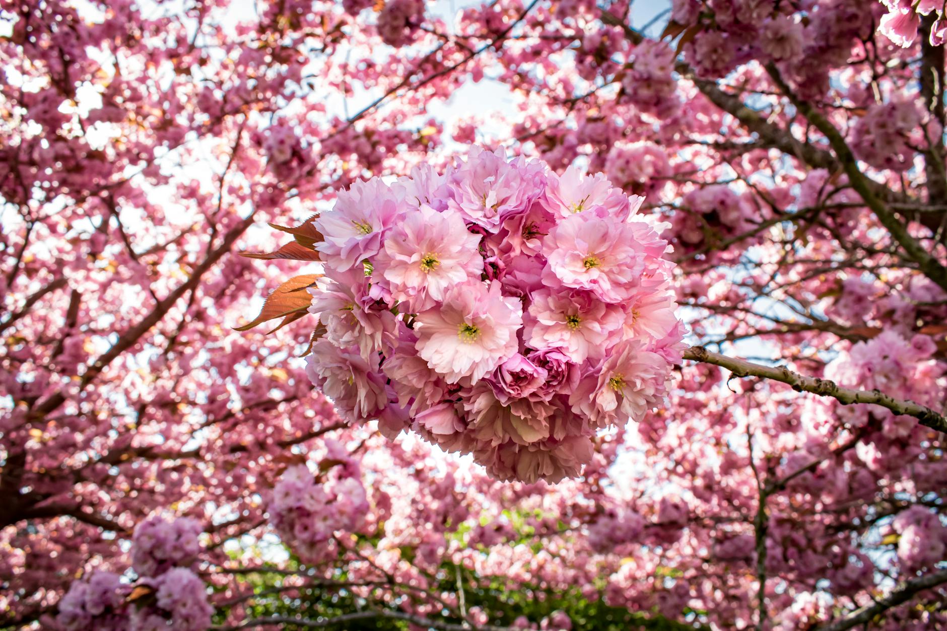 Kyushu, cherry blossoms, sakura