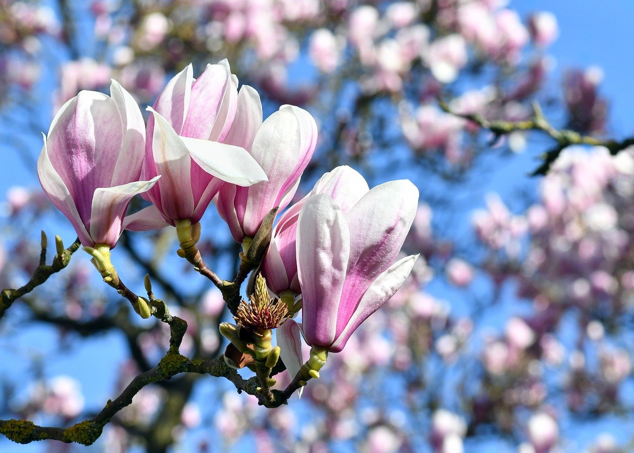 Hyogo, cherry blossoms, sakura
