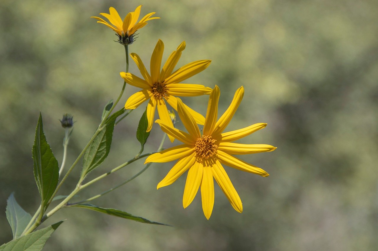 Yamanashi, cherry blossoms, Mount Fuji