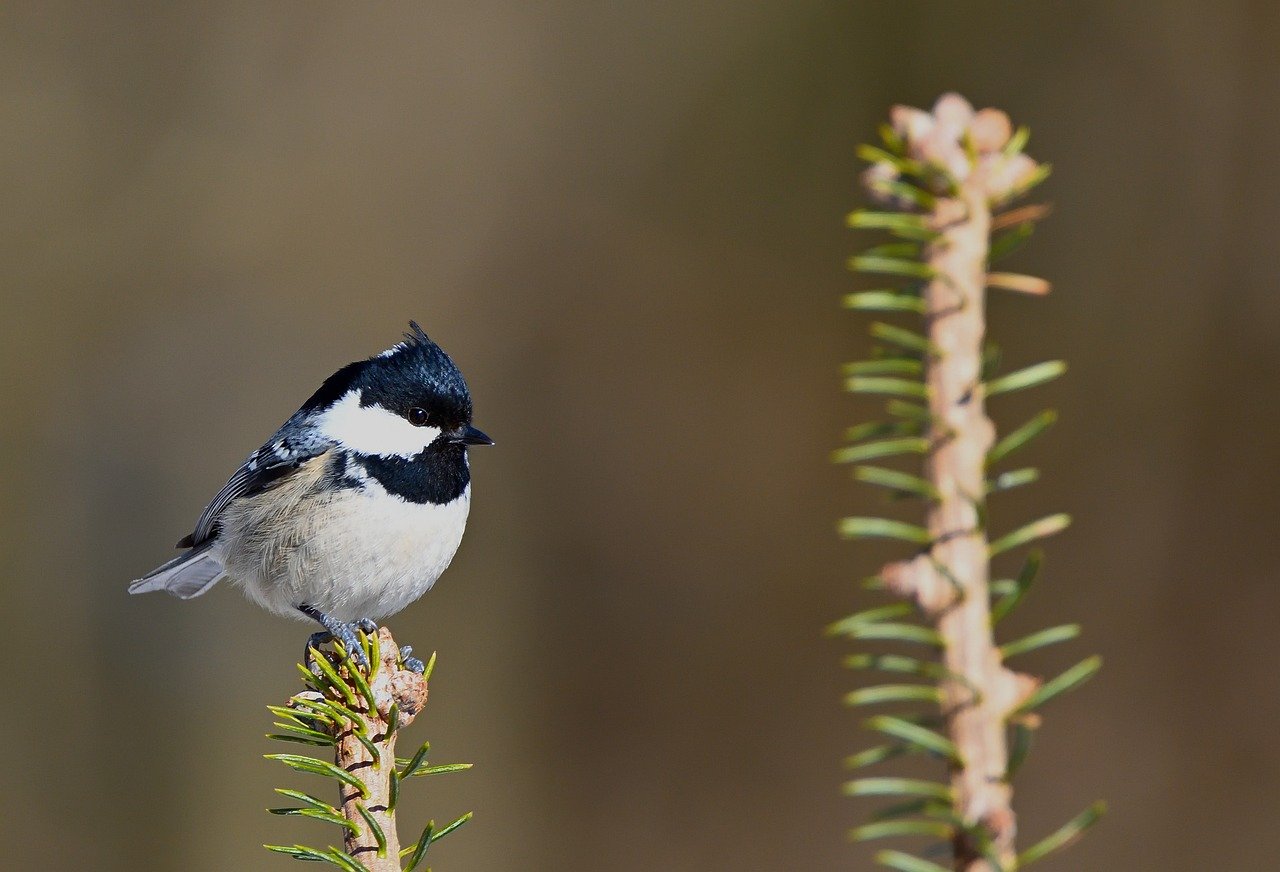 Tokyo cherry blossoms, Ueno Park, Asukayama Park