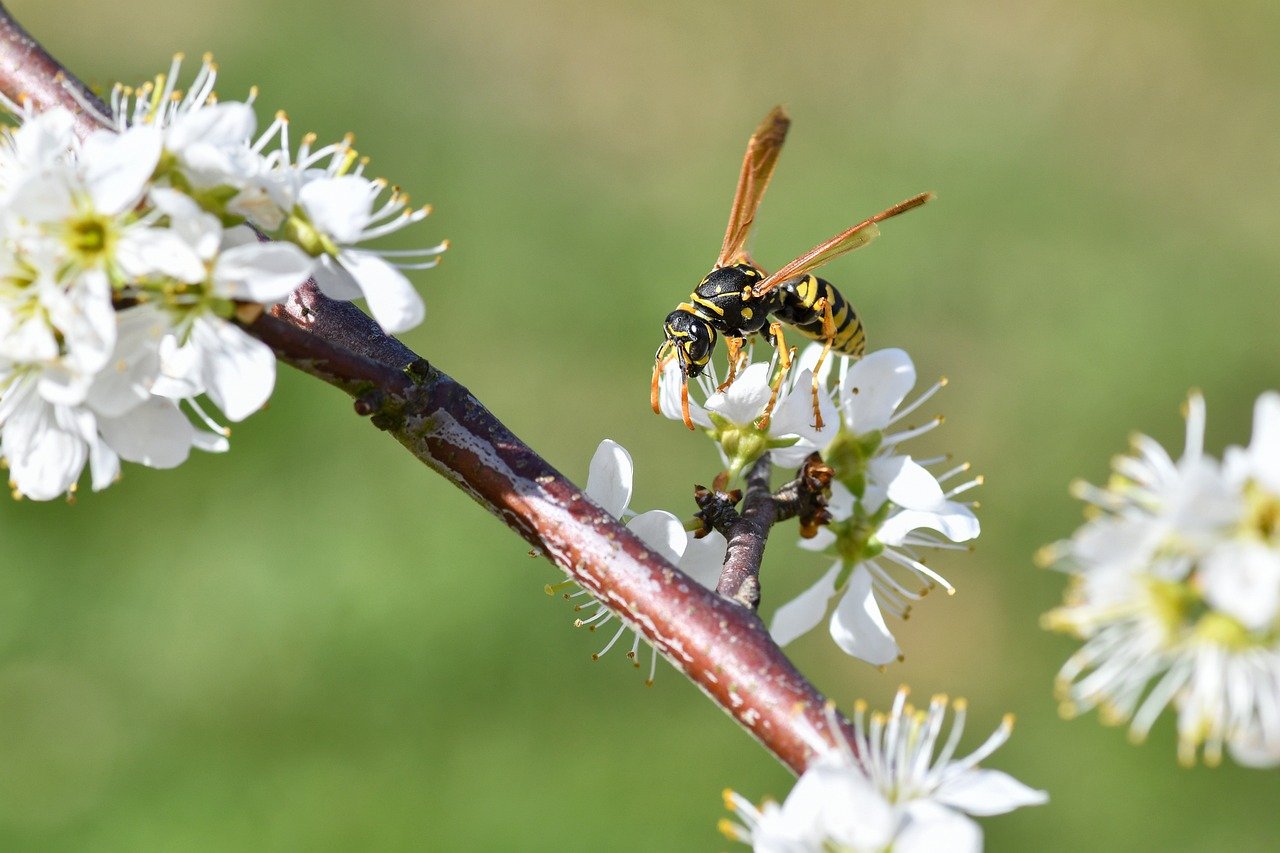 Tokyo cherry blossoms, Ueno Park, Asukayama Park