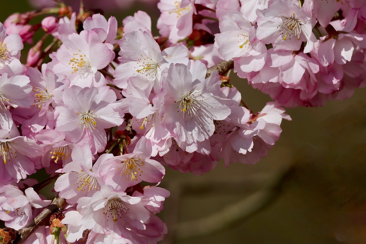 Japan cherry blossoms, Hirosaki Park, Yoshinoyama