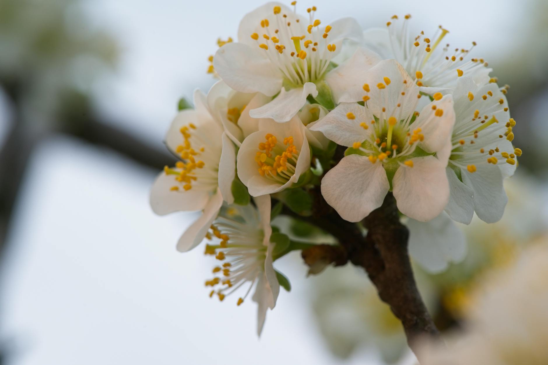 Yoshino Baigo, Plum Blossoms, Tokyo