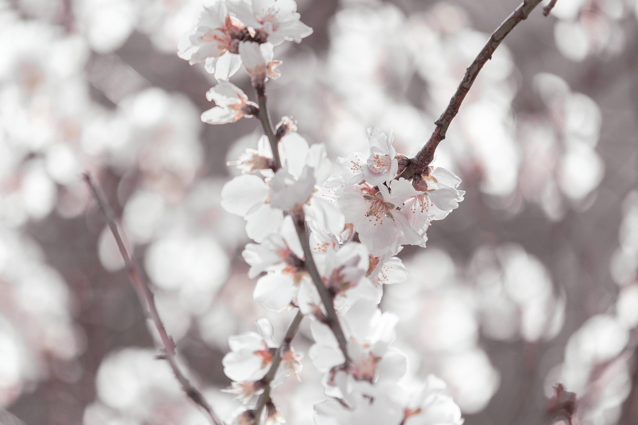 Yoshino Baigo, Plum Blossoms, Tokyo