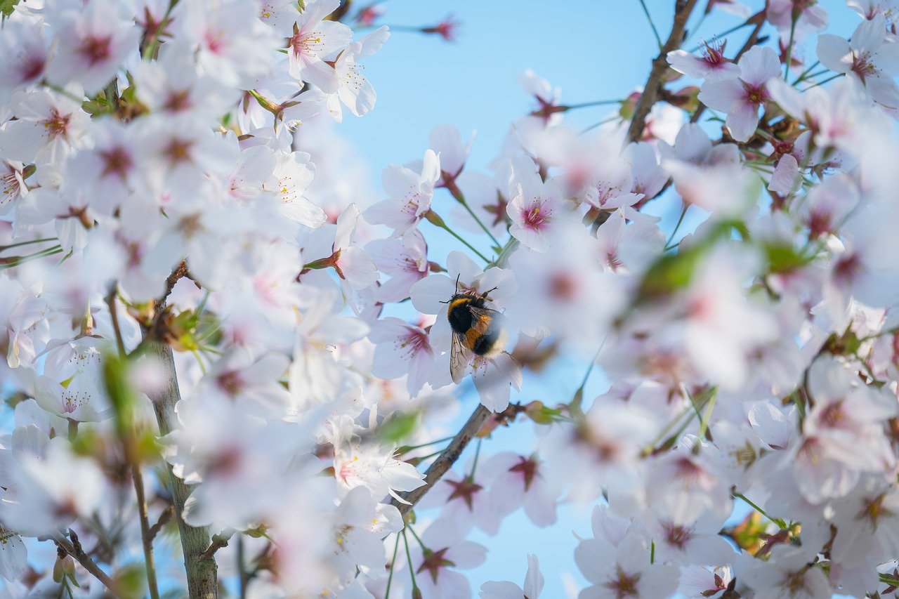 Fukushima, cherry blossoms, hanami