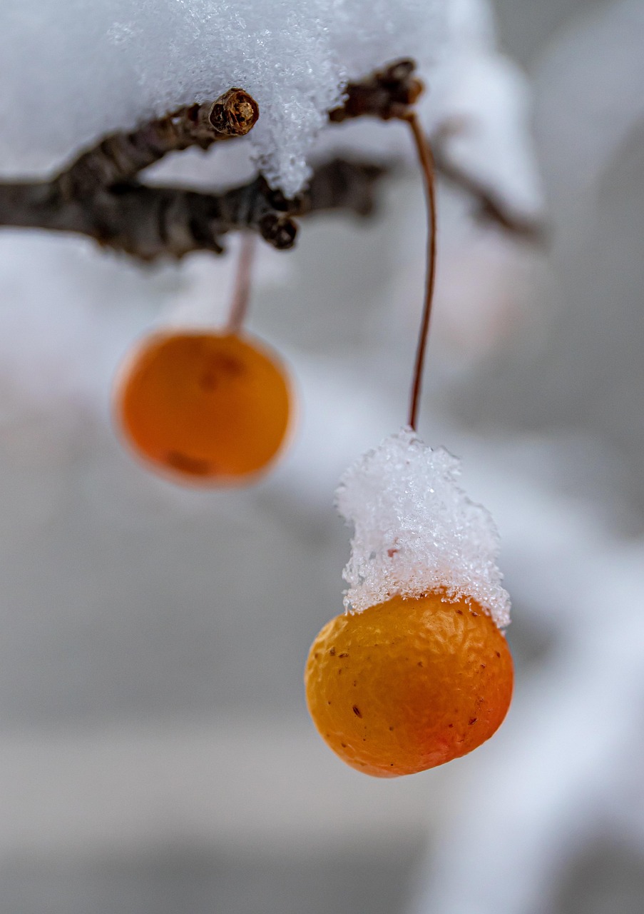Fukushima, cherry blossoms, hanami