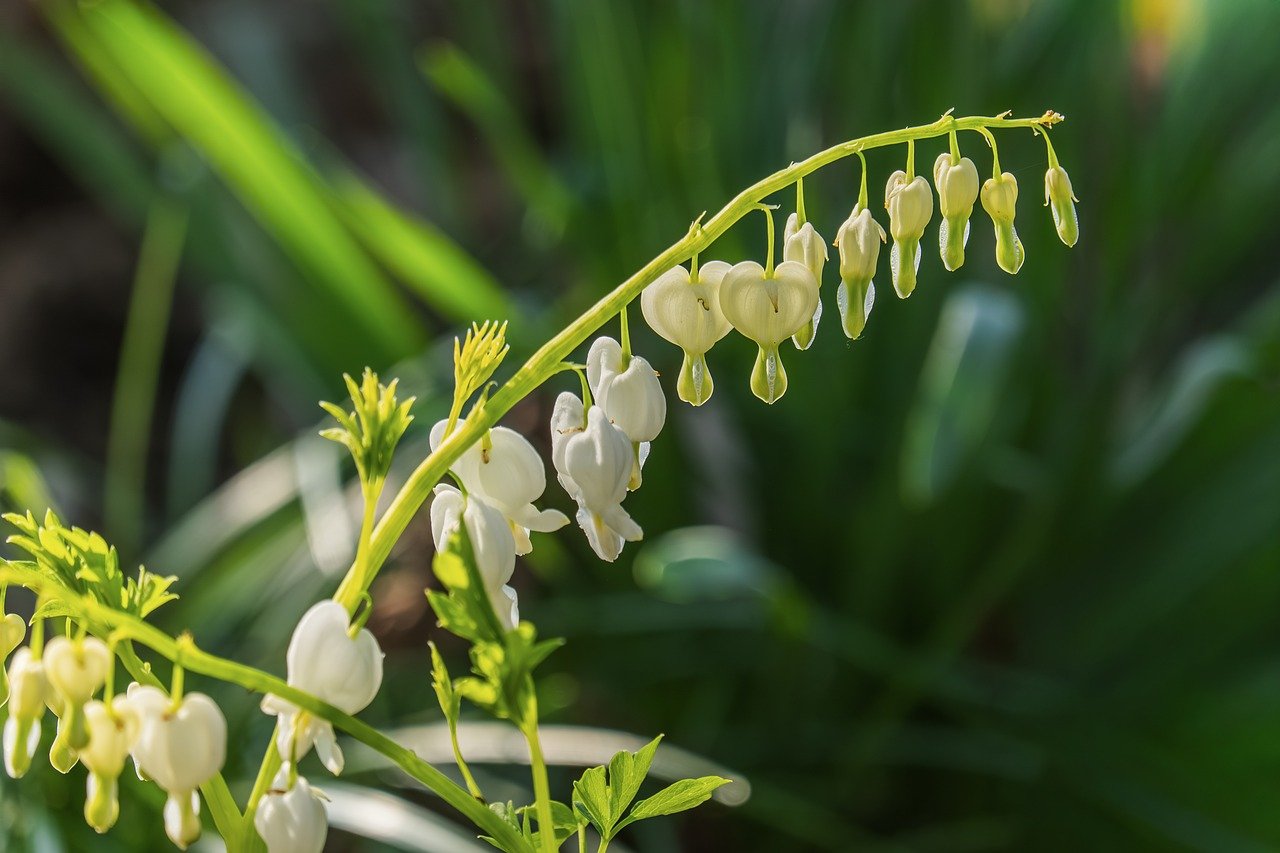Saitama, autumn leaves, Hikawa Shrine