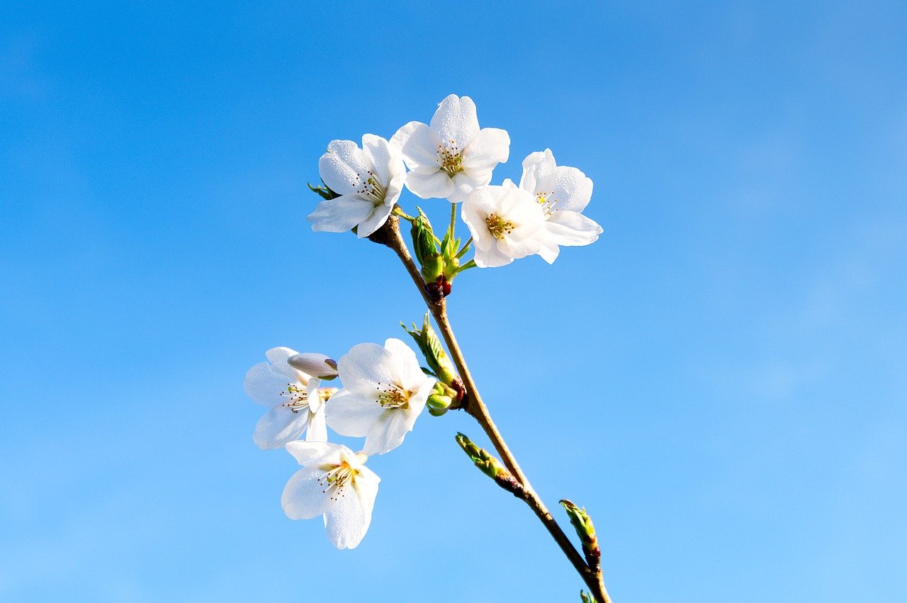 Kagoshima, cherry blossoms, sakura