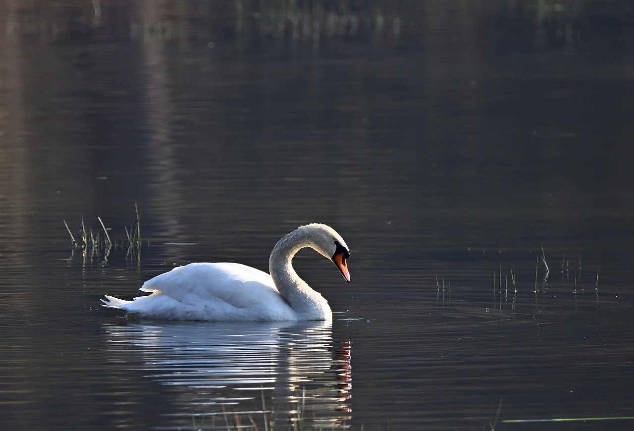 Niigata cherry blossoms, Takada Castle Park, Shinano River