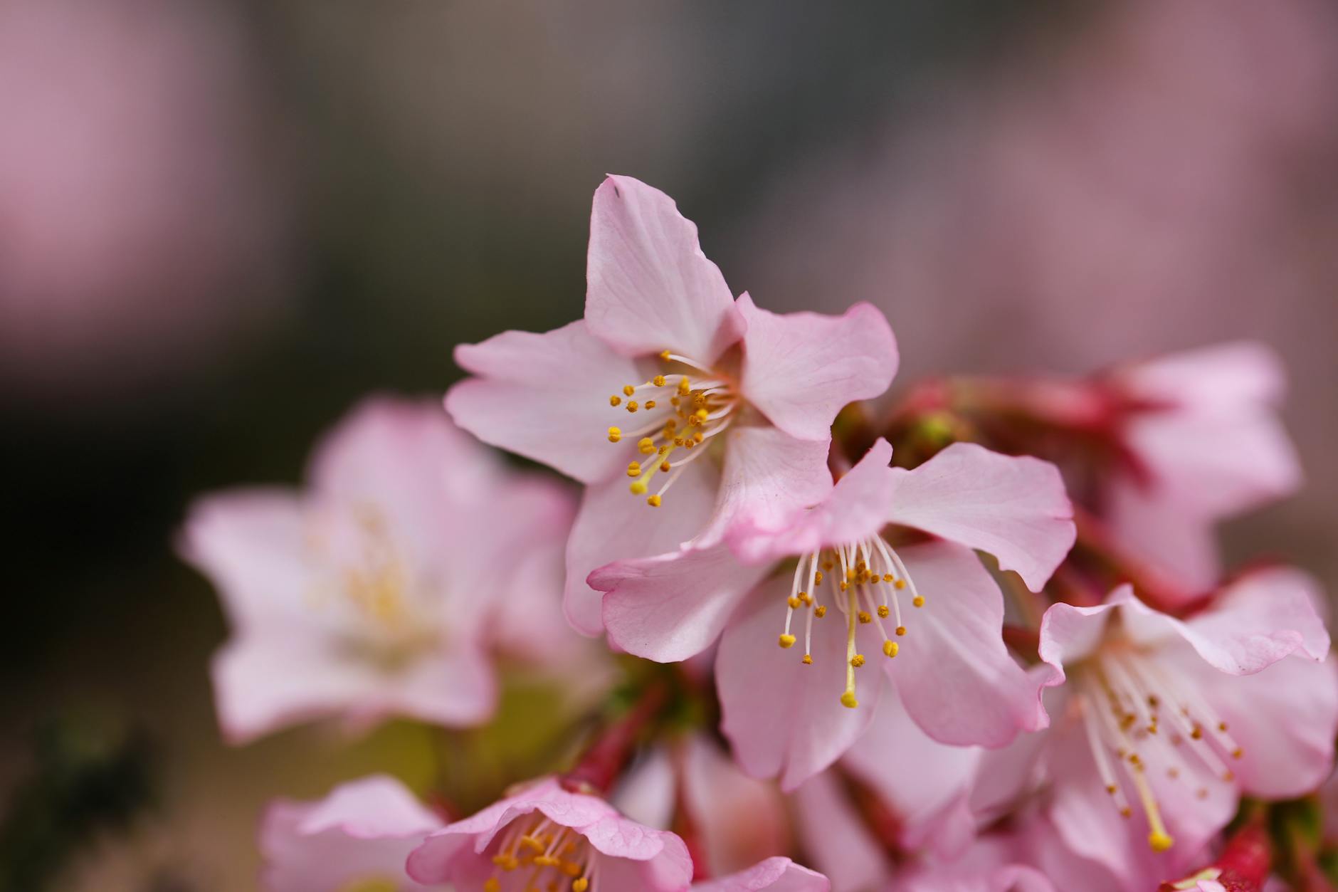 Niigata cherry blossoms, Takada Castle Park, Shinano River