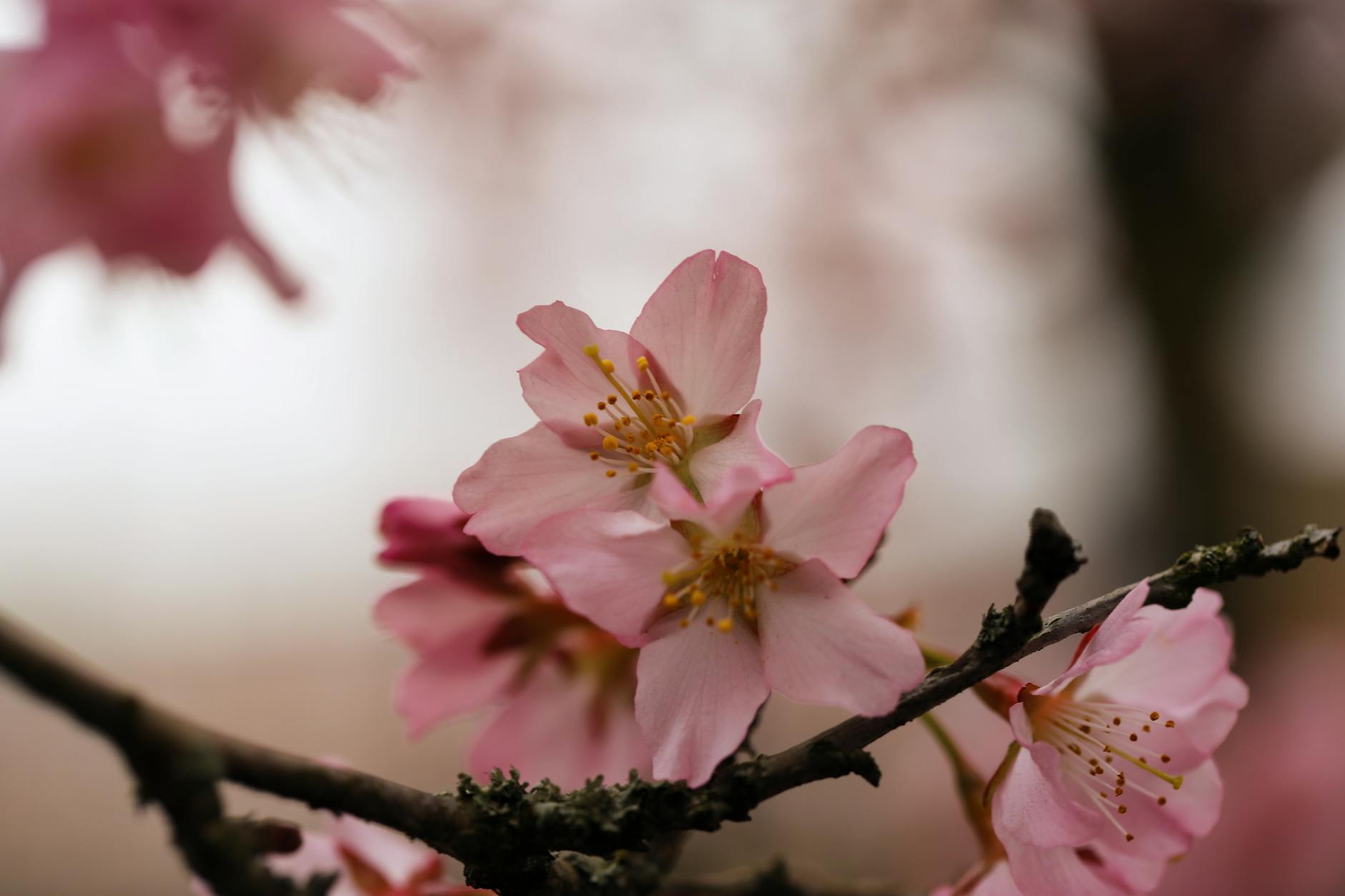 Gifu, cherry blossoms, sakura