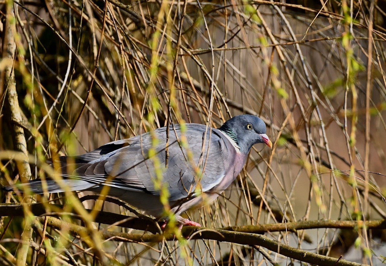 Aomori cherry blossoms, Hirosaki Park, Japan spring