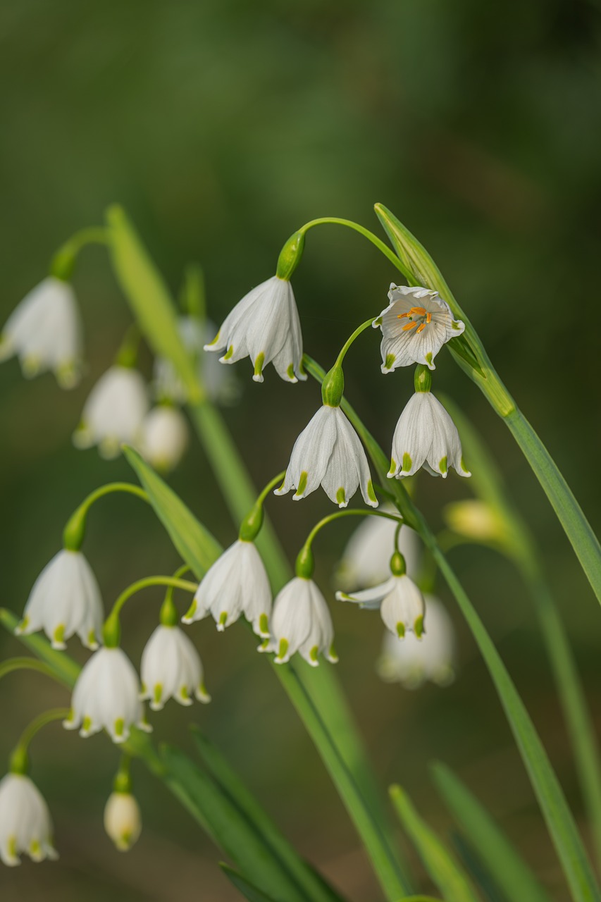 Aomori cherry blossoms, Hirosaki Park, Japan spring