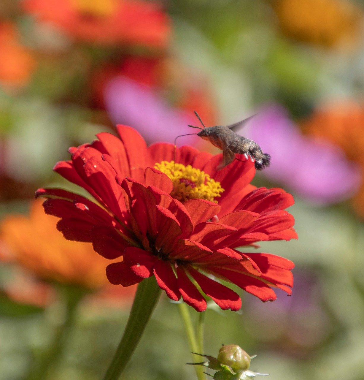 Kanagawa, cherry blossoms, sakura