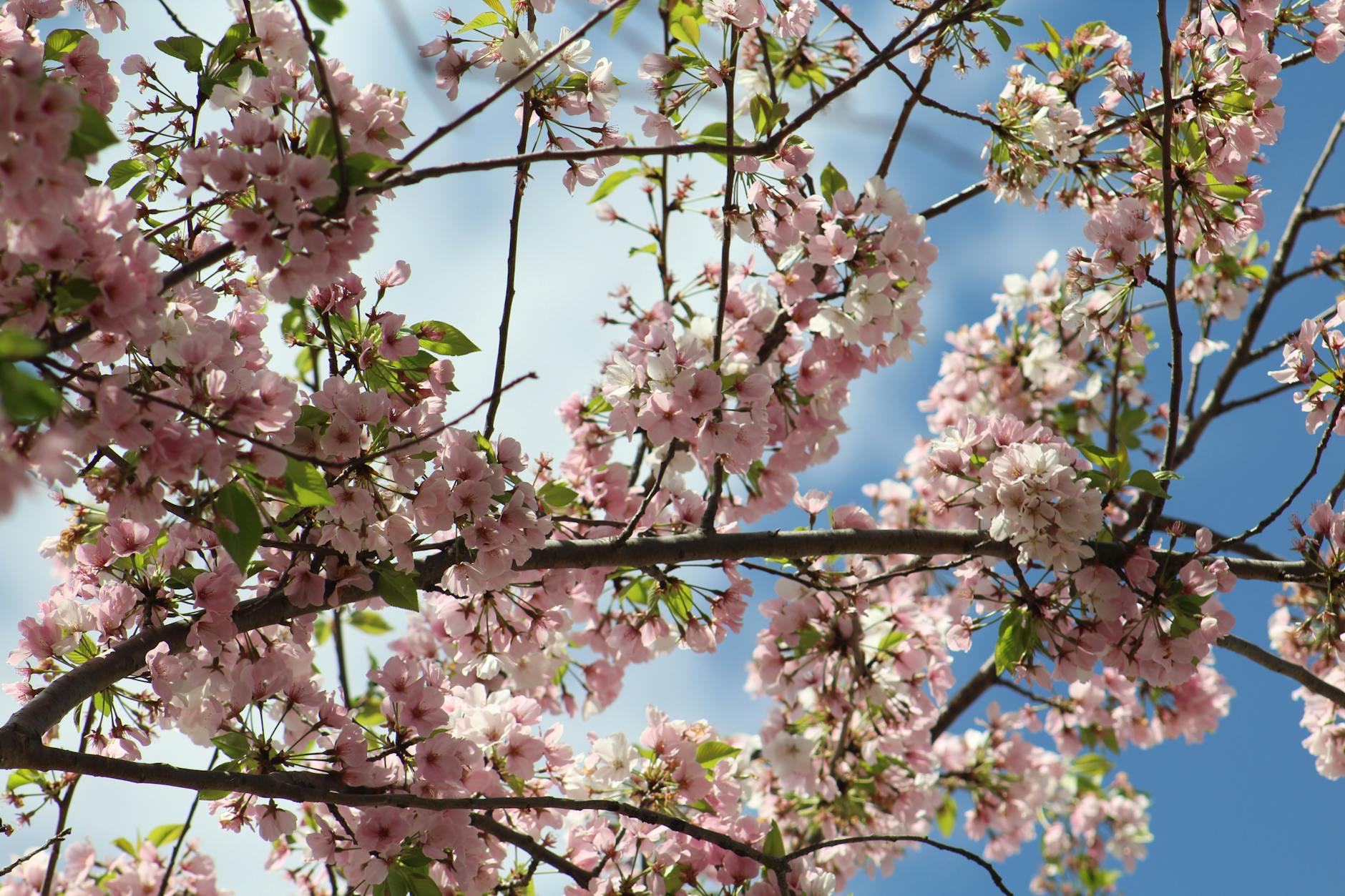 Saitama, cherry blossoms, Kumagaya