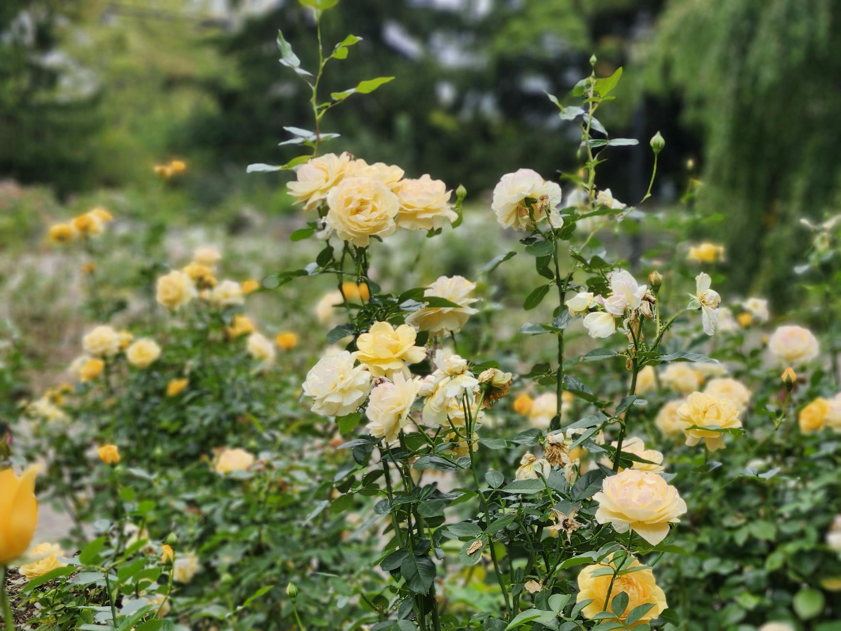 Yokohama flowers, rose gardens, Sankeien Garden